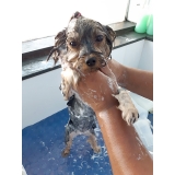 banho e tosa para cães de raça preço Boaçava