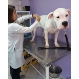clínica veterinária para cães idosos Vila Leopoldina