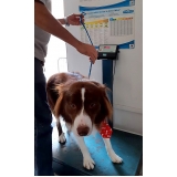 clínicas veterinária para cães Vila Ipojuca