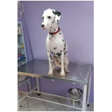 onde tem clínica veterinária para cães Pompéia
