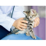 pet shop para felinos preço Pompéia