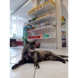 pet shop ração para gato valor Jardim Vera Cruz